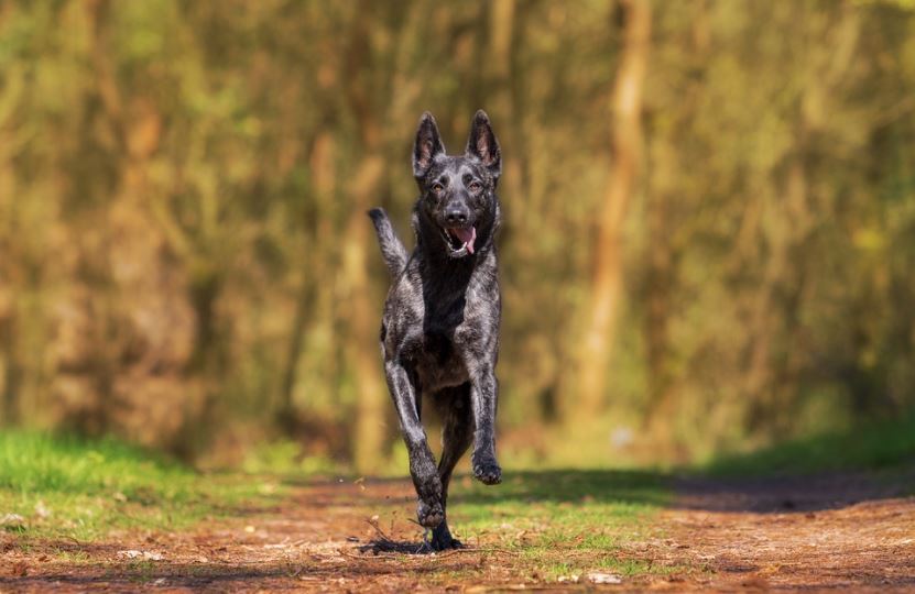 dog running, road, trees